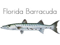 Florida Barracuda