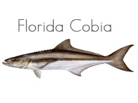 Florida Cobia