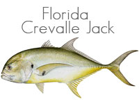 Florida Crevalle Jack