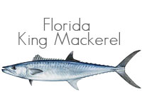 Florida King Mackerel