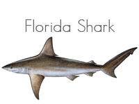 Florida Shark