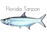 Florida Tarpon
